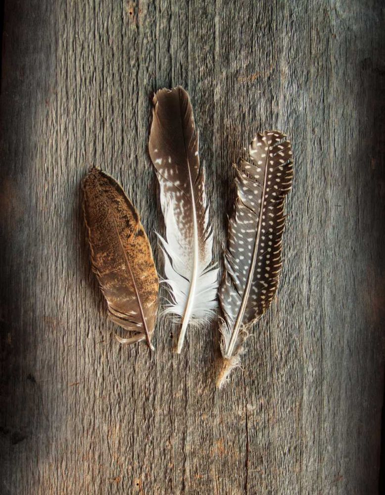 Feather Collection II art print by Sue Schlabach for $57.95 CAD