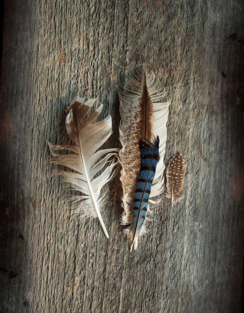 Feather Collection III art print by Sue Schlabach for $57.95 CAD