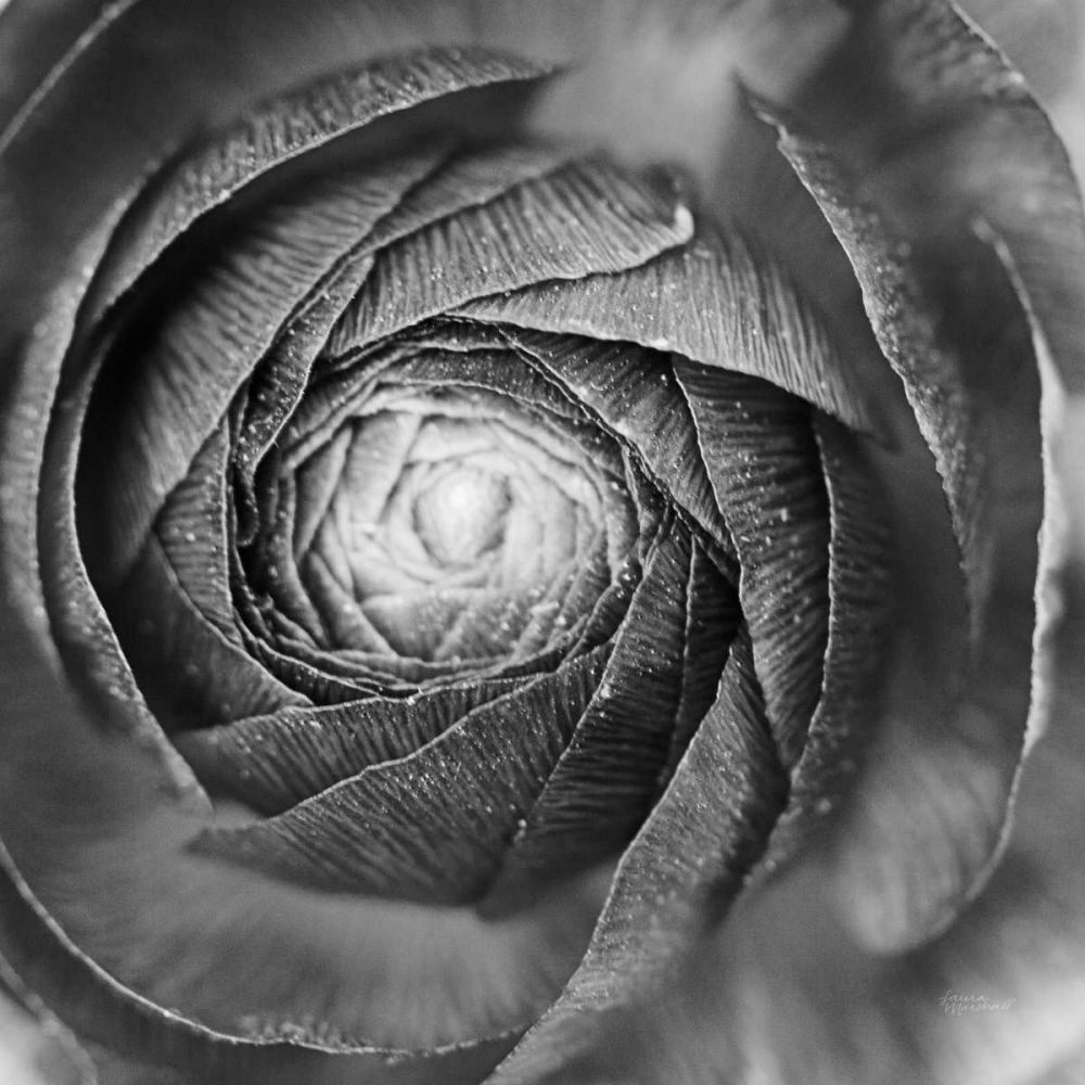 Ranunculus Abstract I BW art print by Laura Marshall for $57.95 CAD