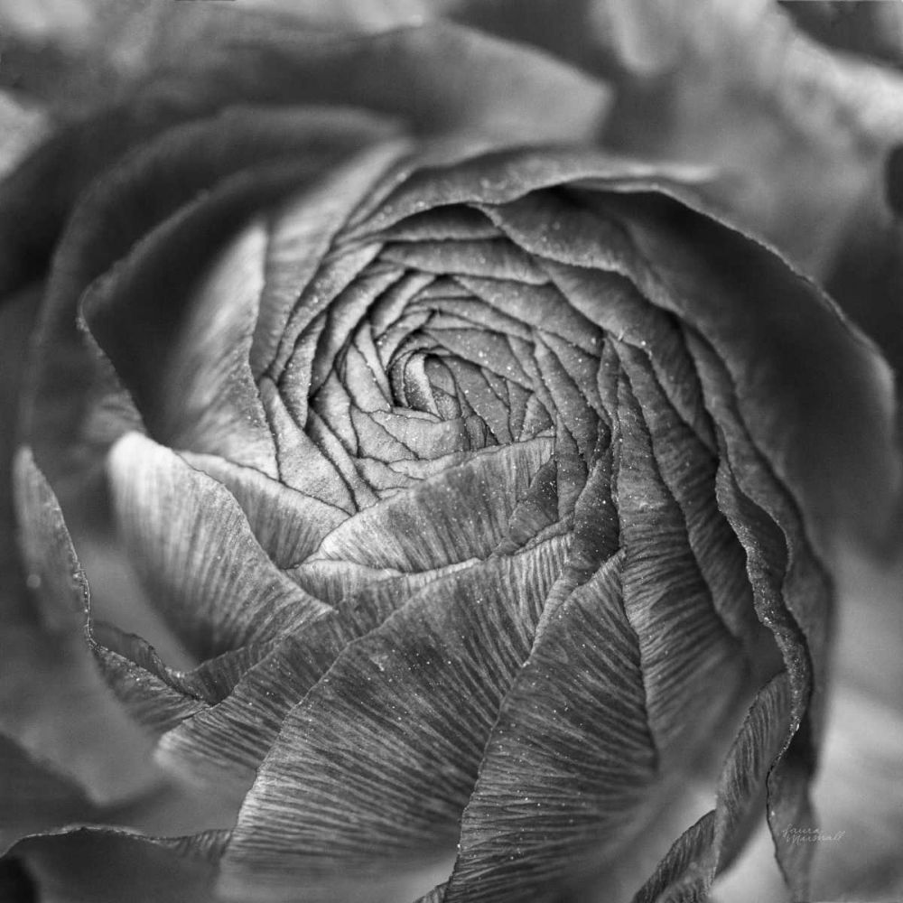 Ranunculus Abstract II BW art print by Laura Marshall for $57.95 CAD