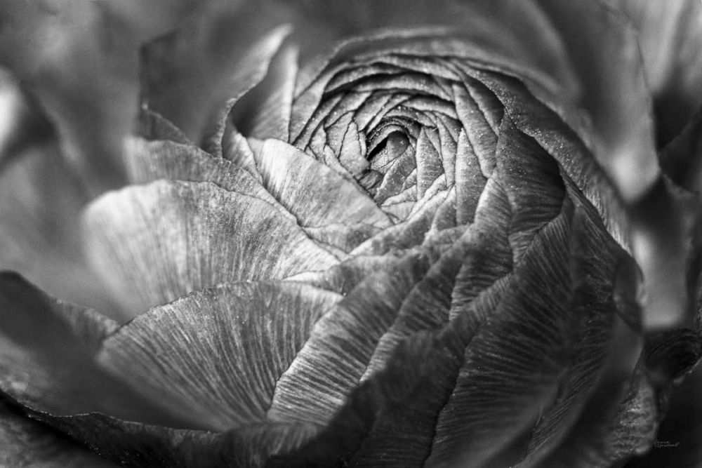 Ranunculus Abstract V BW art print by Laura Marshall for $57.95 CAD