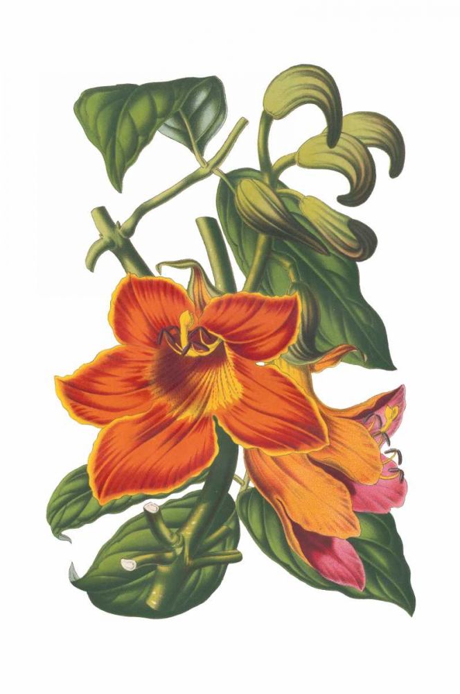Antique Botanical XVIII art print by Wild Apple Portfolio for $57.95 CAD