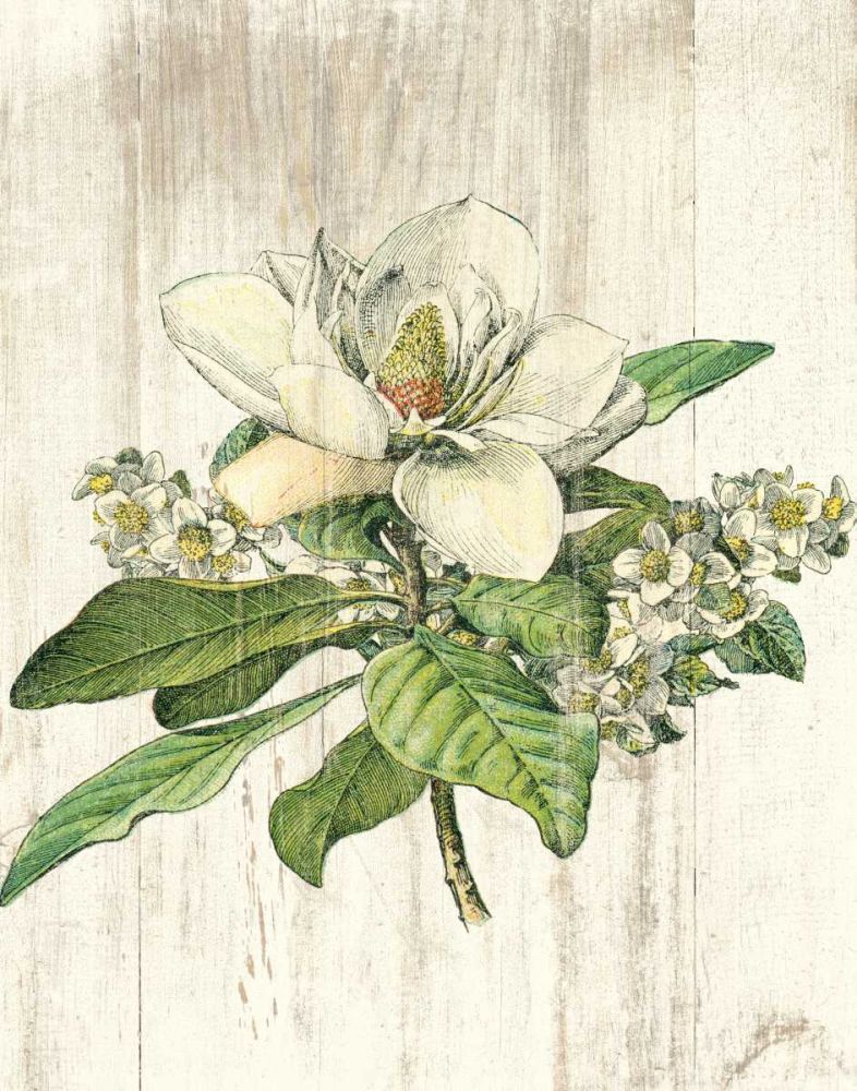 Magnolia de Printemps no Words art print by Sue Schlabach for $57.95 CAD