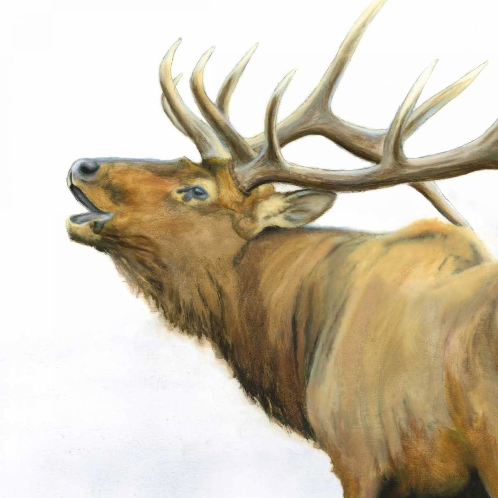 Majestic Elk Brown Crop art print by James Wiens for $57.95 CAD