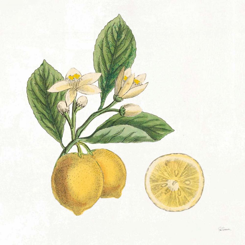 Classic Citrus I art print by Sue Schlabach for $57.95 CAD