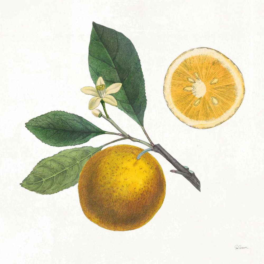 Classic Citrus II art print by Sue Schlabach for $57.95 CAD
