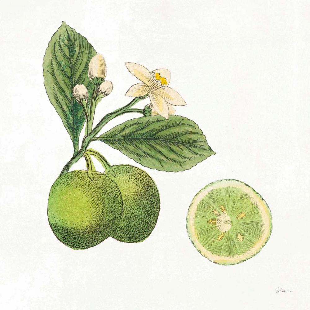 Classic Citrus III art print by Sue Schlabach for $57.95 CAD