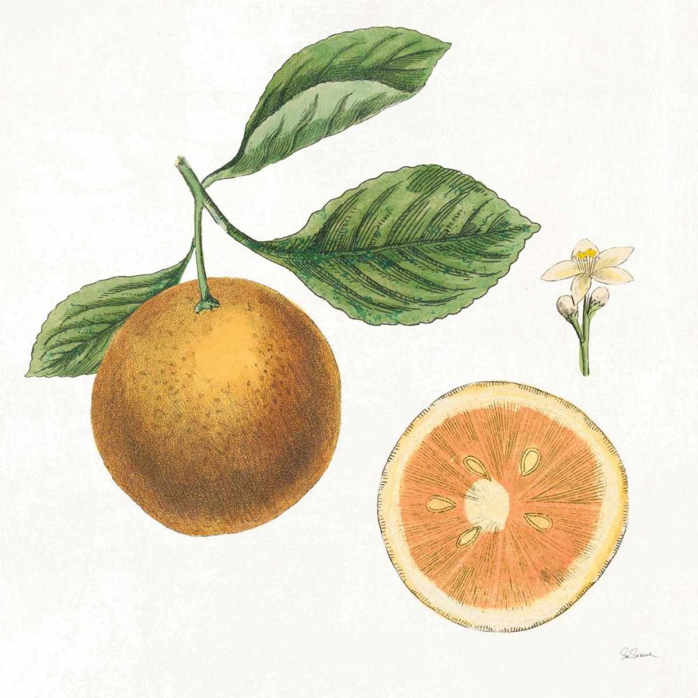 Classic Citrus IV art print by Sue Schlabach for $57.95 CAD
