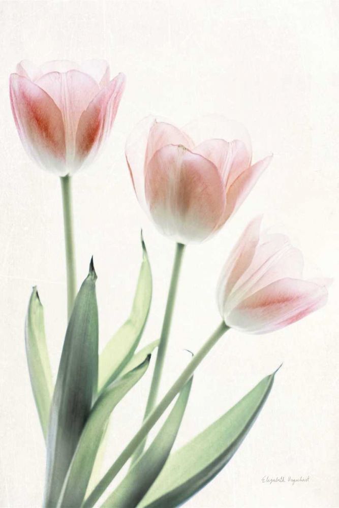 Light and Bright Floral II art print by Elizabeth Urquhart for $57.95 CAD