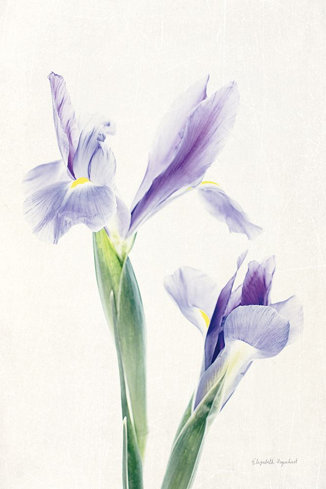 Light and Bright Floral III art print by Elizabeth Urquhart for $57.95 CAD