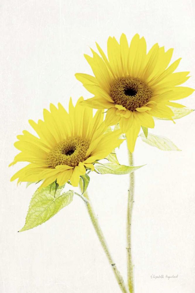 Light and Bright Floral VII art print by Elizabeth Urquhart for $57.95 CAD