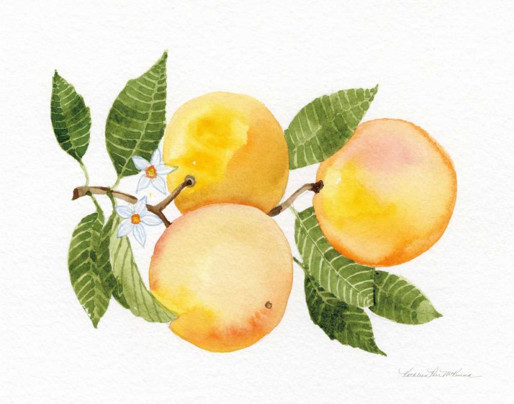 Citrus Garden III art print by Kathleen Parr McKenna for $57.95 CAD