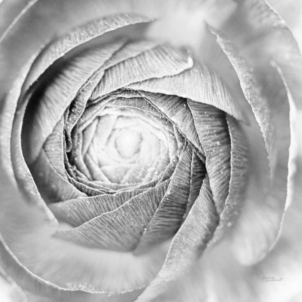Ranunculus Abstract I BW Light art print by Laura Marshall for $57.95 CAD