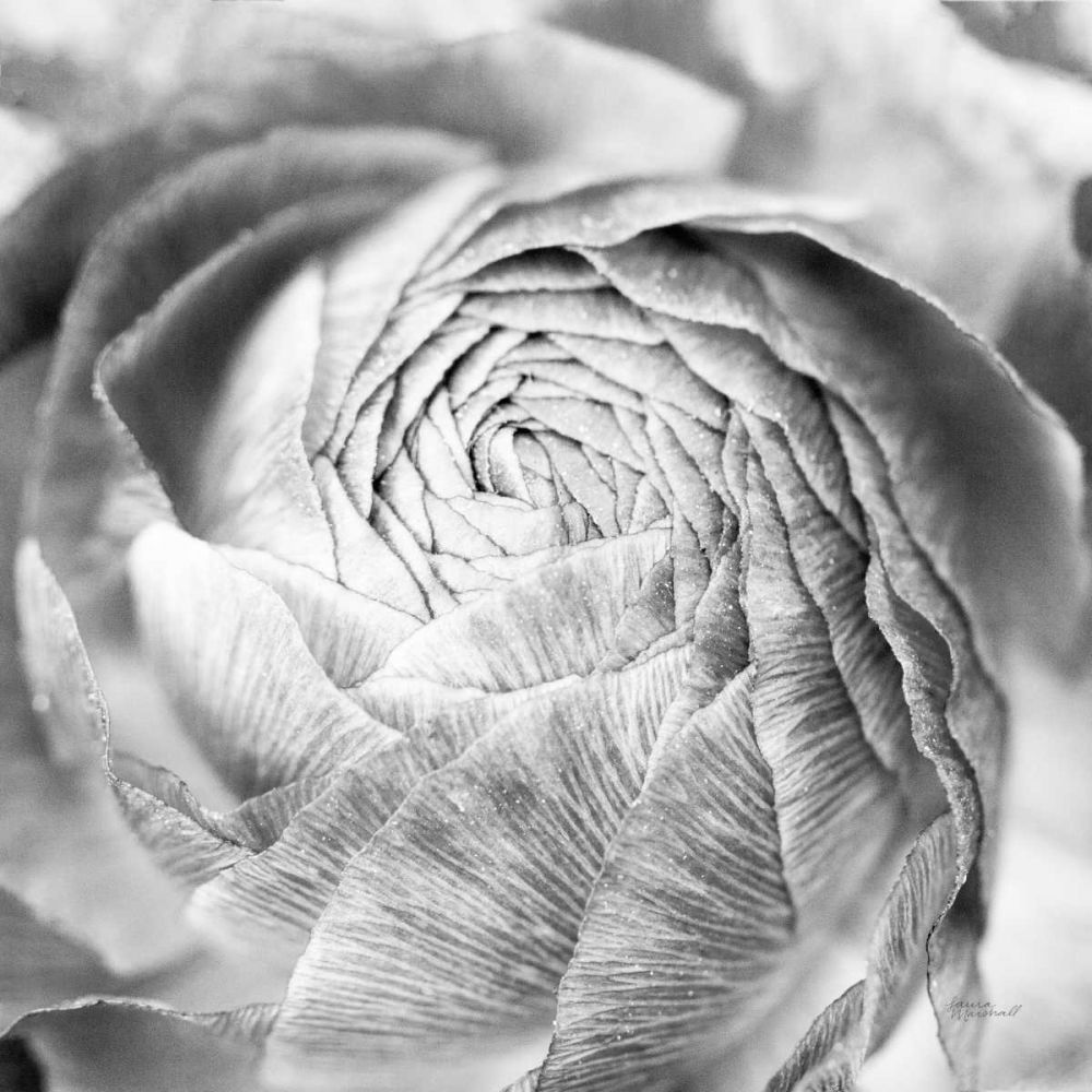 Ranunculus Abstract II BW Light art print by Laura Marshall for $57.95 CAD