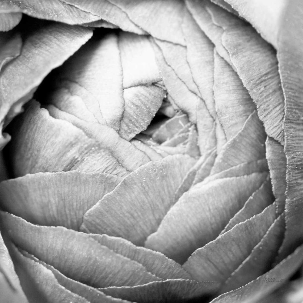 Ranunculus Abstract III BW Light art print by Laura Marshall for $57.95 CAD