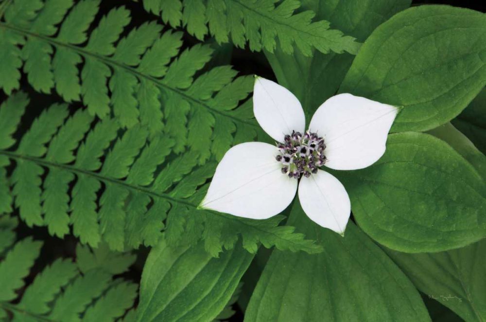 Bunchberry and Ferns II color art print by Lisa Audit for $57.95 CAD