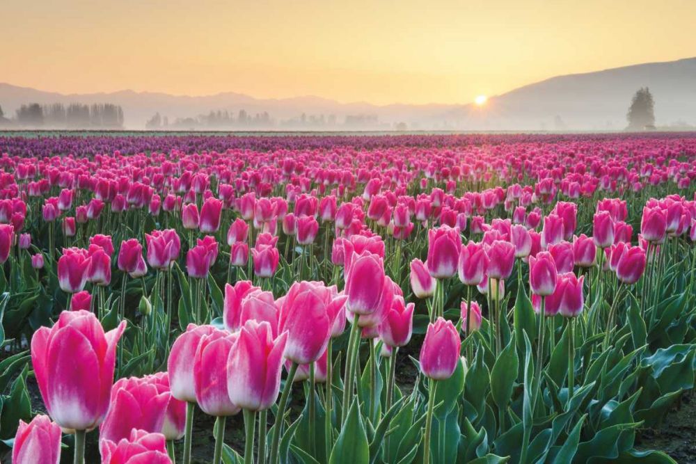 Skagit Valley Tulips I art print by Lisa Audit for $57.95 CAD