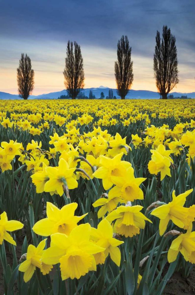 Skagit Valley Daffodils I art print by Lisa Audit for $57.95 CAD