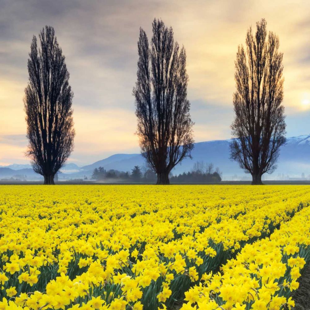 Skagit Valley Daffodils II art print by Lisa Audit for $57.95 CAD