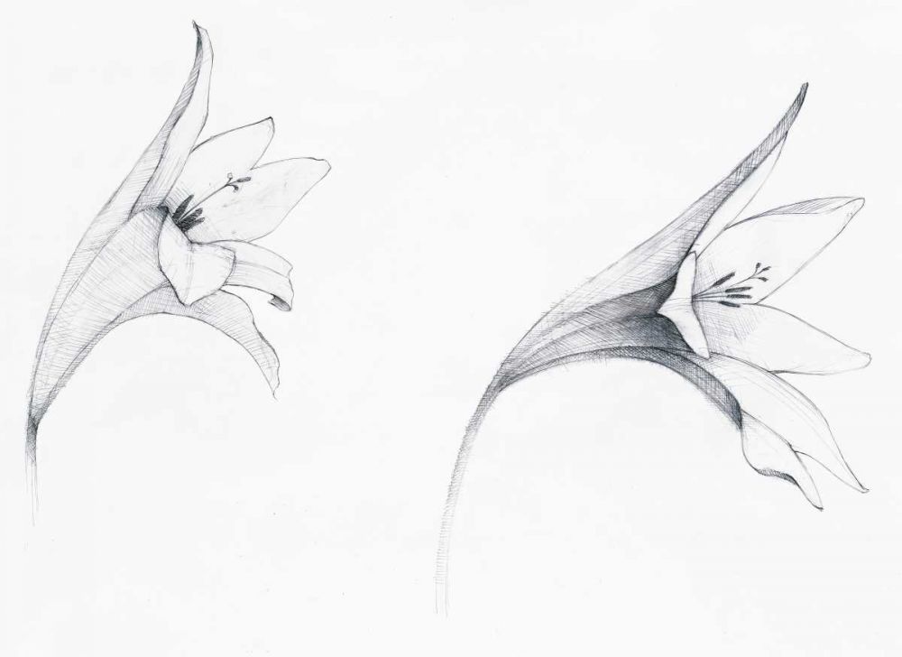 Graphite Floral VI art print by Avery Tillmon for $57.95 CAD