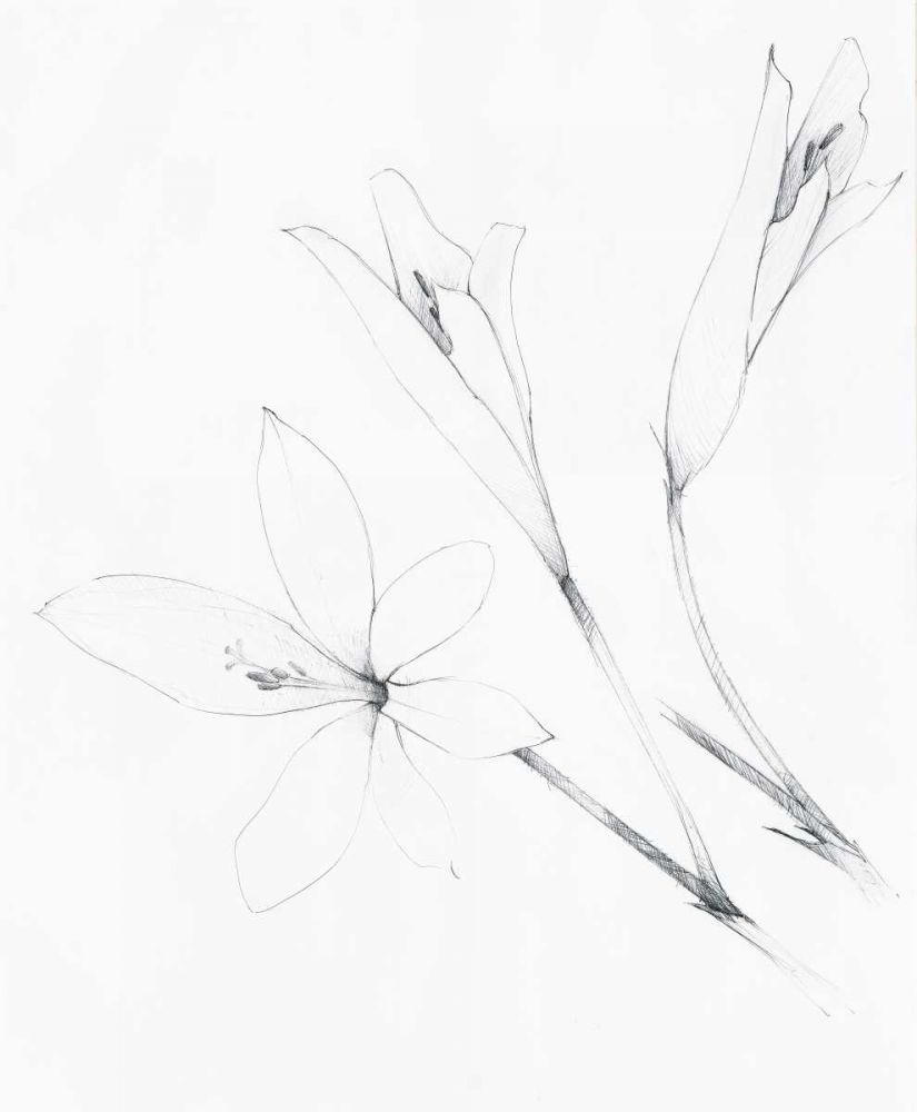 Graphite Floral IV art print by Avery Tillmon for $57.95 CAD