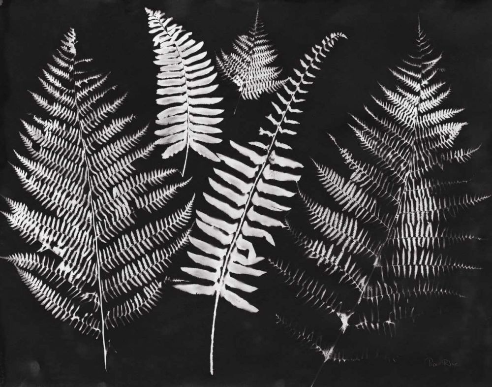Nature by the Lake Ferns I Black Crop art print by Piper Rhue for $57.95 CAD