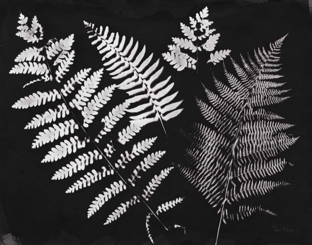 Nature by the Lake Ferns II Black Crop art print by Piper Rhue for $57.95 CAD