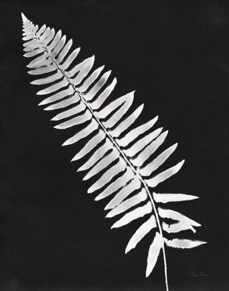 Nature by the Lake Ferns IV Black Crop art print by Piper Rhue for $57.95 CAD
