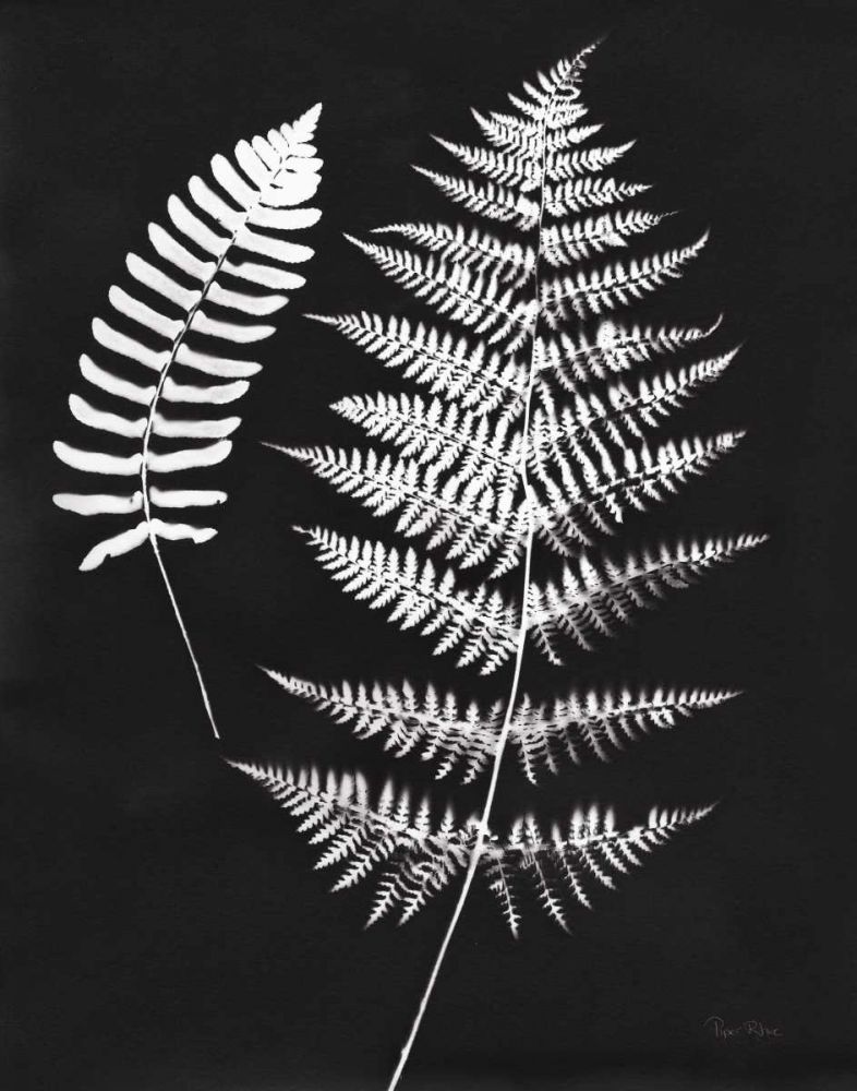 Nature by the Lake Ferns V Black Crop art print by Piper Rhue for $57.95 CAD