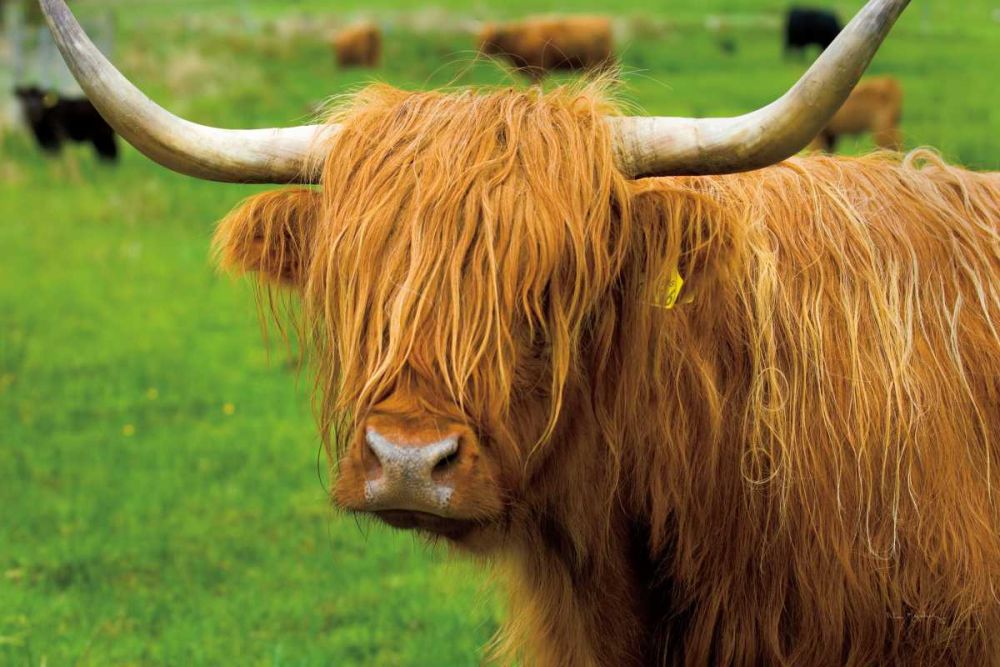 Scottish Highland Cattle I art print by Alan Majchrowicz for $57.95 CAD