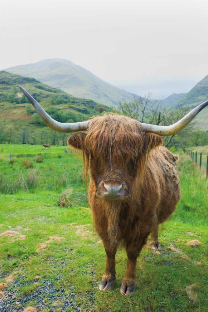 Scottish Highland Cattle VI art print by Alan Majchrowicz for $57.95 CAD