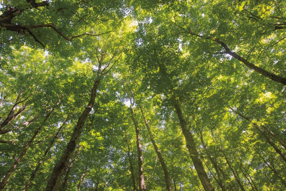 Hardwood Forest Canopy IV art print by Alan Majchrowicz for $57.95 CAD