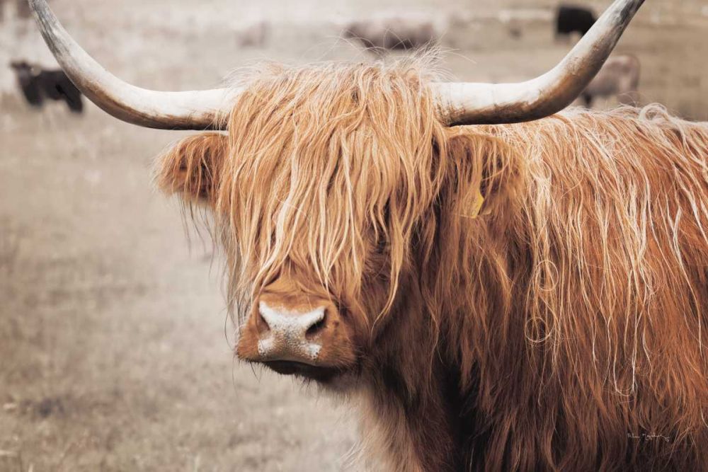 Scottish Highland Cattle I Neutral art print by Alan Majchrowicz for $57.95 CAD