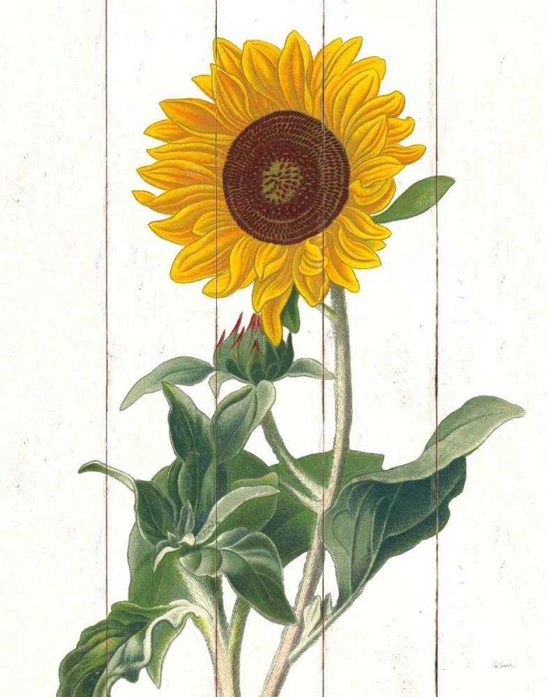 Cottage Sunflower art print by Sue Schlabach for $57.95 CAD