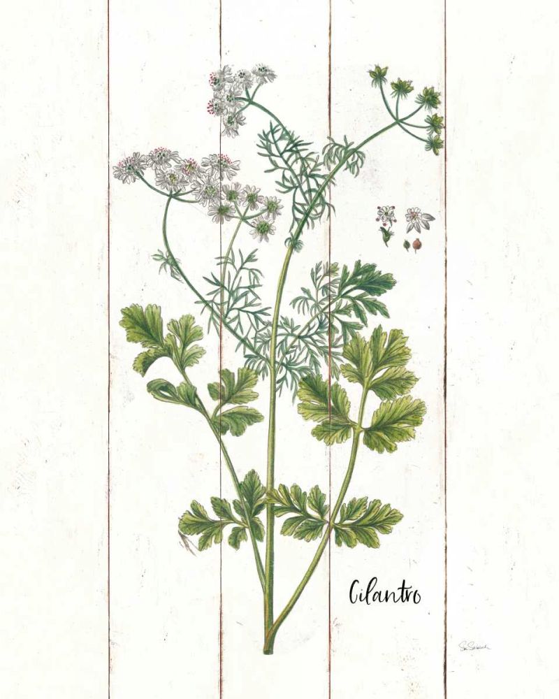 Cottage Herbs III art print by Sue Schlabach for $57.95 CAD