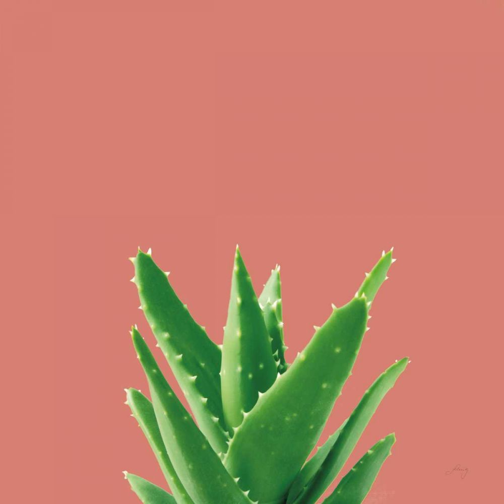 Succulent Simplicity V Coral art print by Felicity Bradley for $57.95 CAD