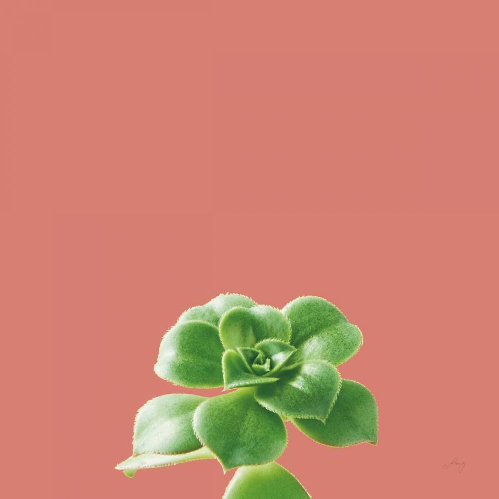Succulent Simplicity VII Coral art print by Felicity Bradley for $57.95 CAD