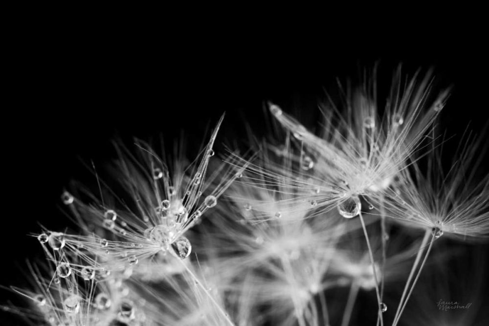 Dandelion Dewdrops II art print by Laura Marshall for $57.95 CAD