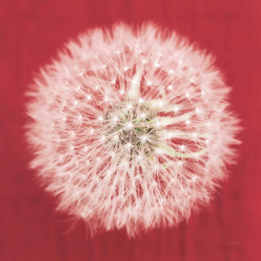 Dandelion on Red I art print by Aledanda for $57.95 CAD
