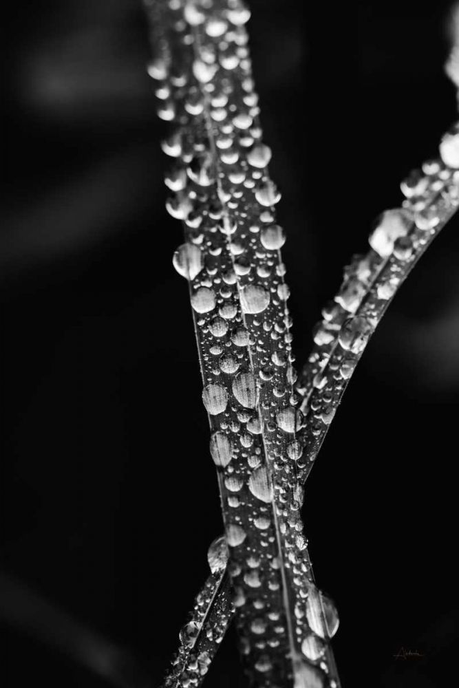 Water Droplets art print by Aledanda for $57.95 CAD