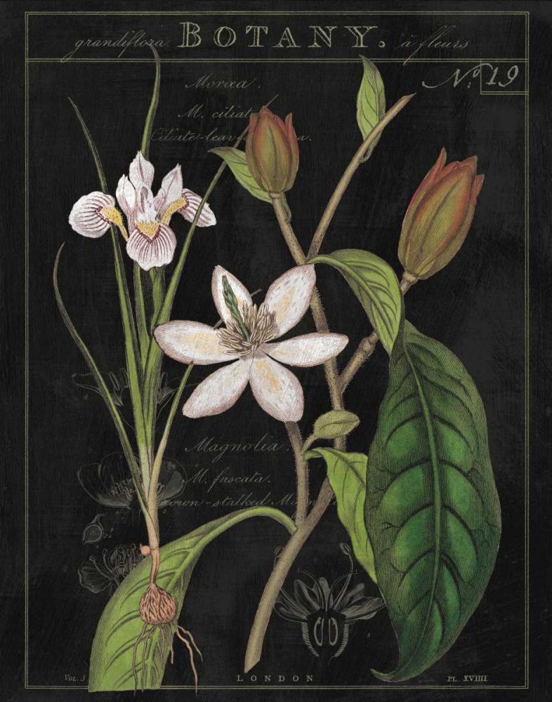 Vintage White Flora III art print by Sue Schlabach for $57.95 CAD