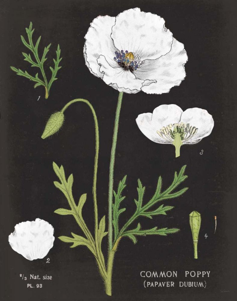 White Poppy Chart art print by Sue Schlabach for $57.95 CAD