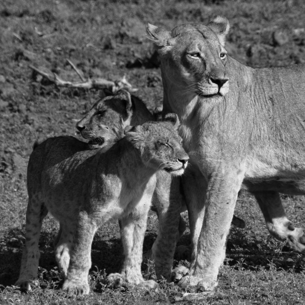 Lioness and Cubs art print by Aledanda for $57.95 CAD