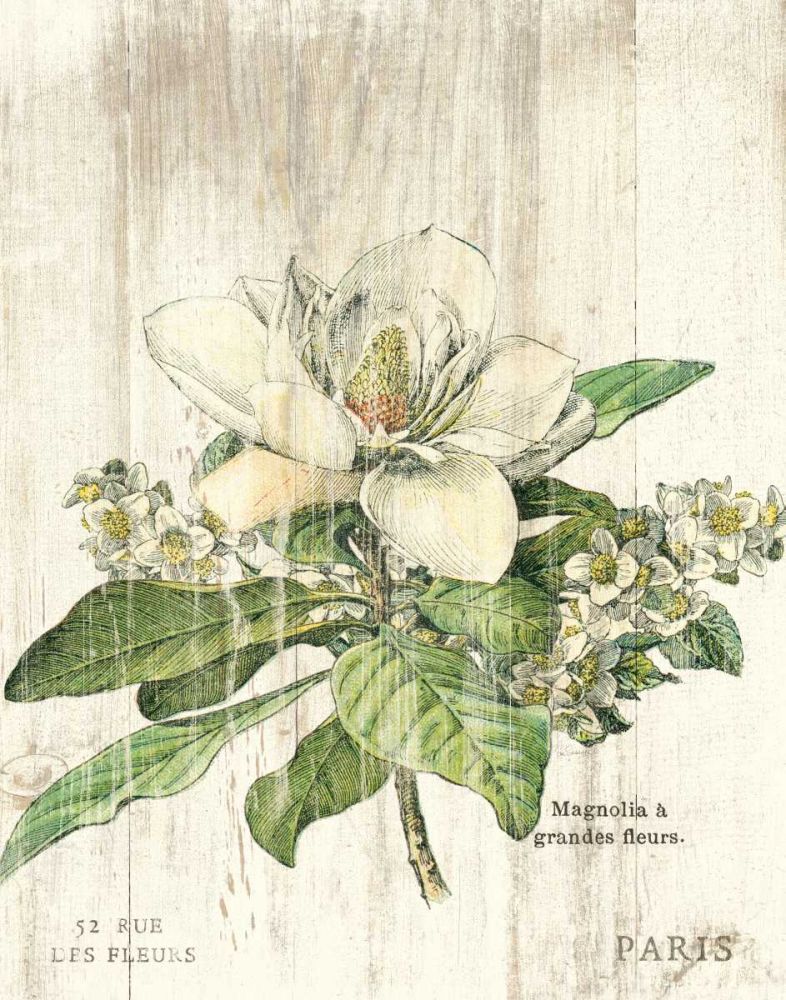 Magnolia de Printemps v2 art print by Sue Schlabach for $57.95 CAD