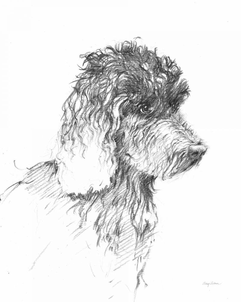 Labradoodle Sketch art print by Avery Tillmon for $57.95 CAD