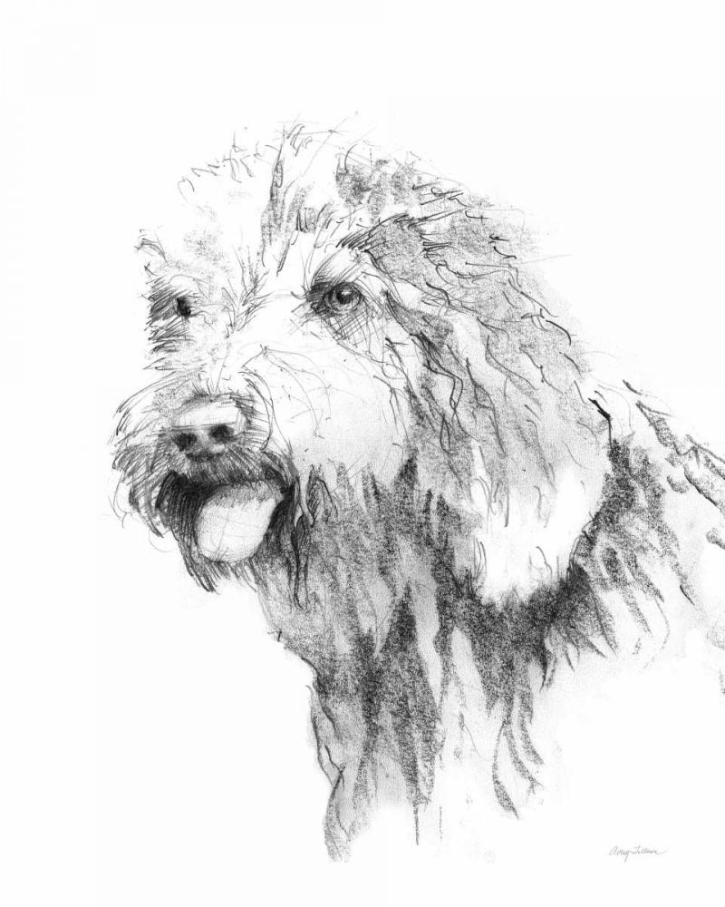 Goldendoodle Sketch art print by Avery Tillmon for $57.95 CAD