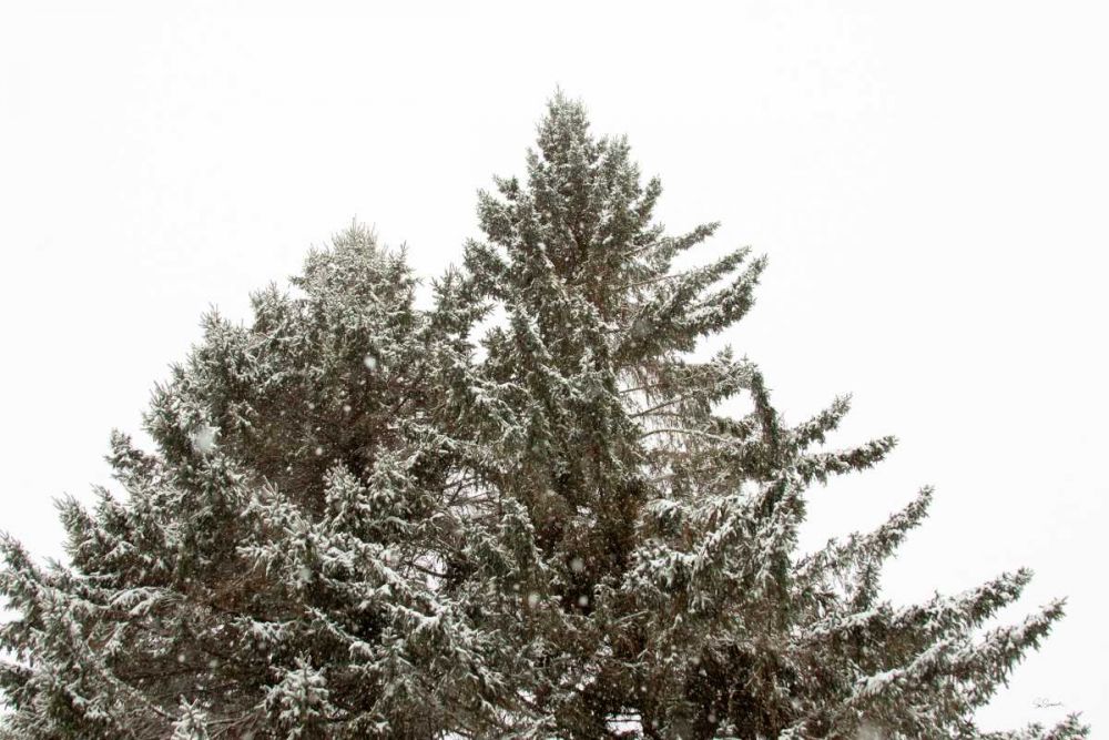Snow on Treetops art print by Sue Schlabach for $57.95 CAD