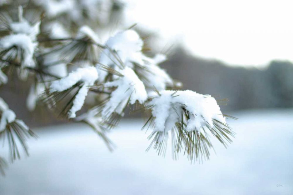 Frosted White Pine art print by Sue Schlabach for $57.95 CAD
