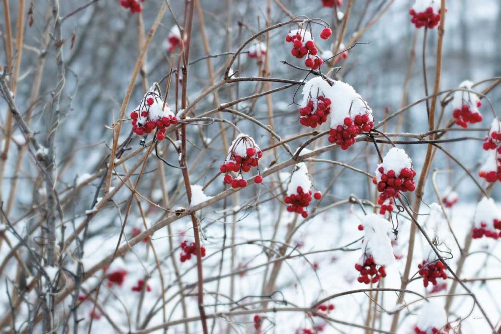 Berries in Winter art print by Sue Schlabach for $57.95 CAD
