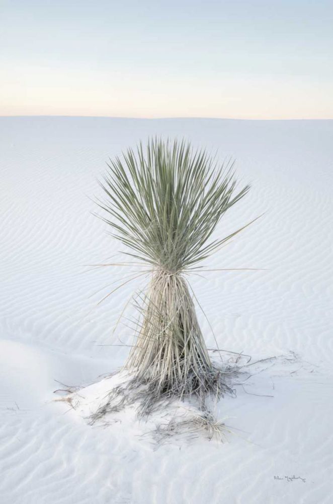 Yucca in White Sands National Monument art print by Alan Majchrowicz for $57.95 CAD